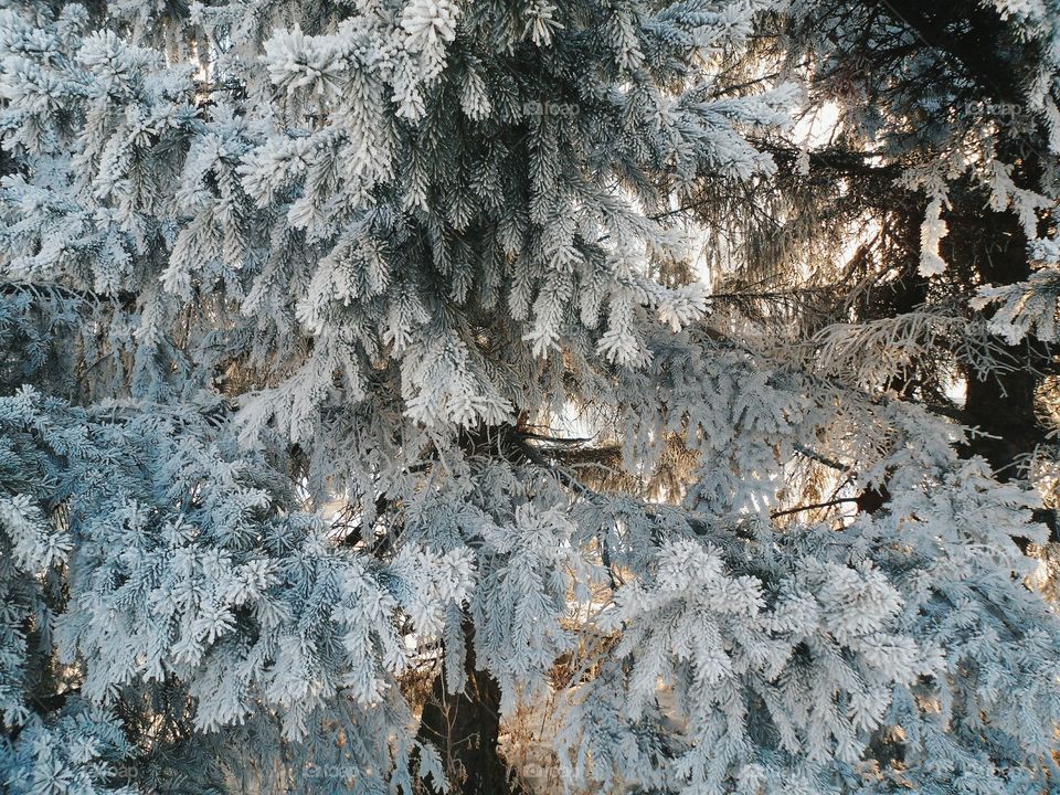 magical winter forest