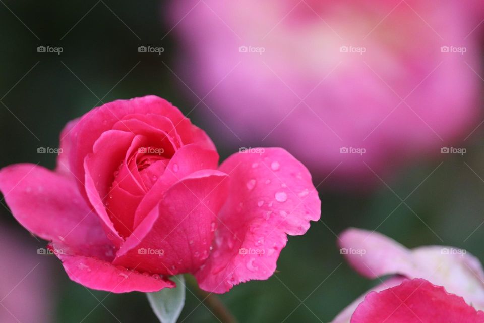 A water droplets at the pink rose