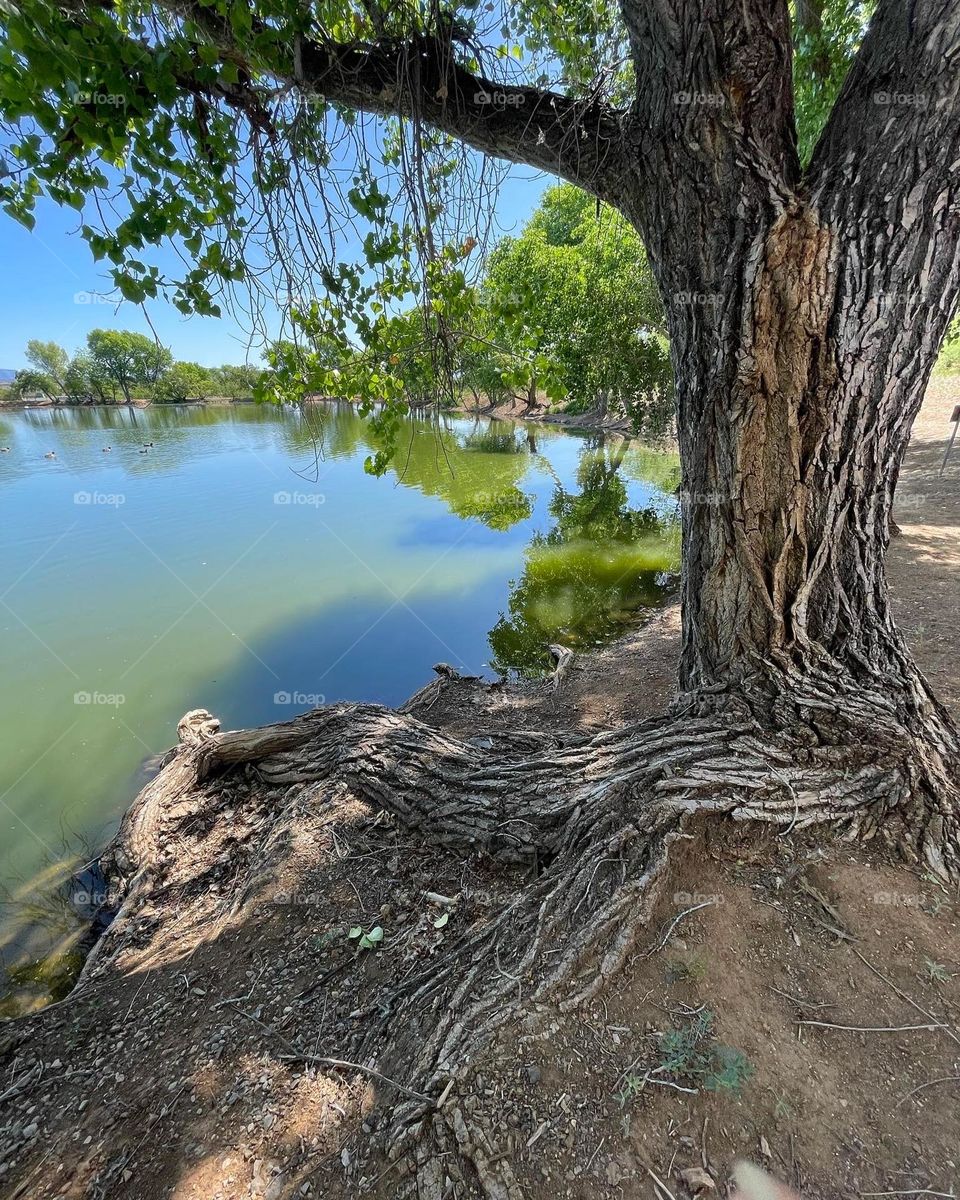 Trees and water blends 