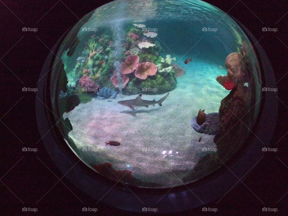 dorset uk water fish tank tropical by Rayuk81