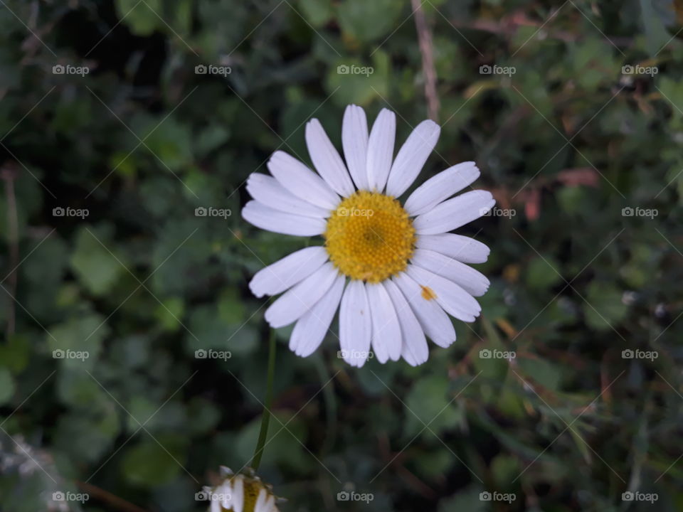 Flower Poland