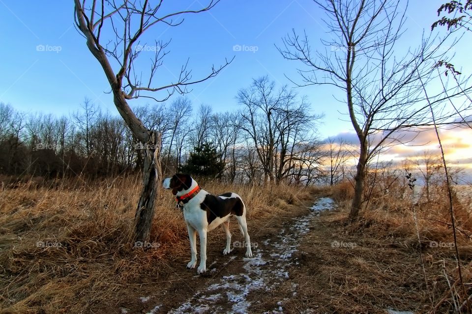 Dog standing on the dry grass