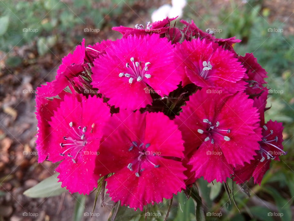 flower 2017/09/27 
02
#আমার_চোখে #আমার_গ্রাম #nature #flower #eukaryota #plantae #angiosperms #eudicots