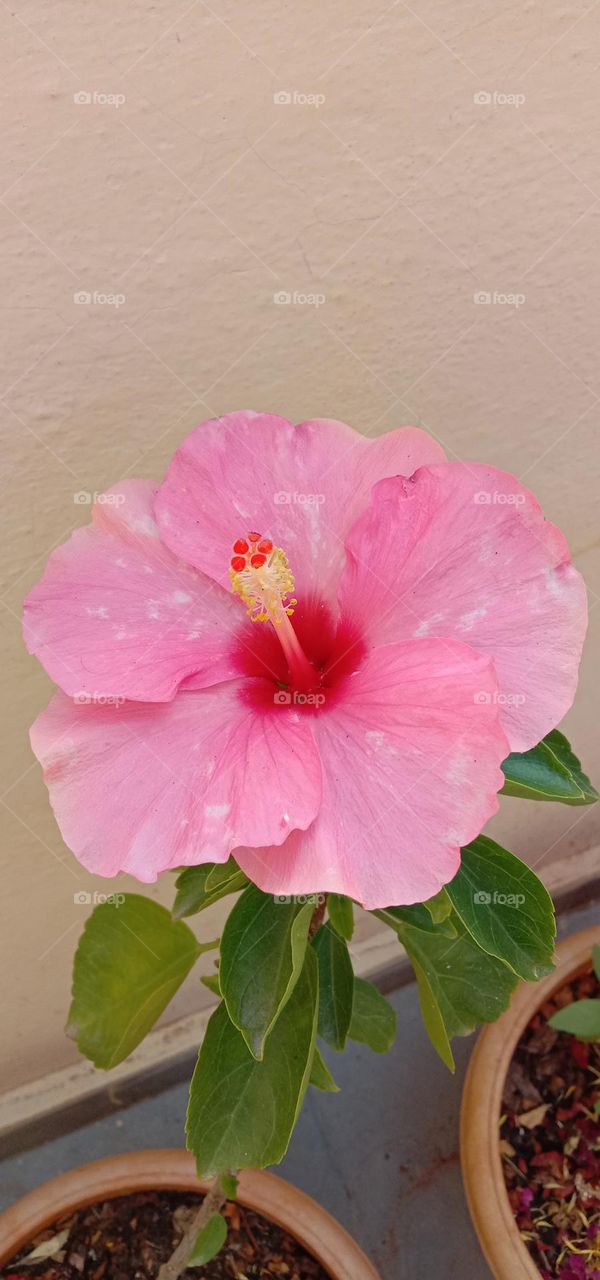 light pink colour flowers