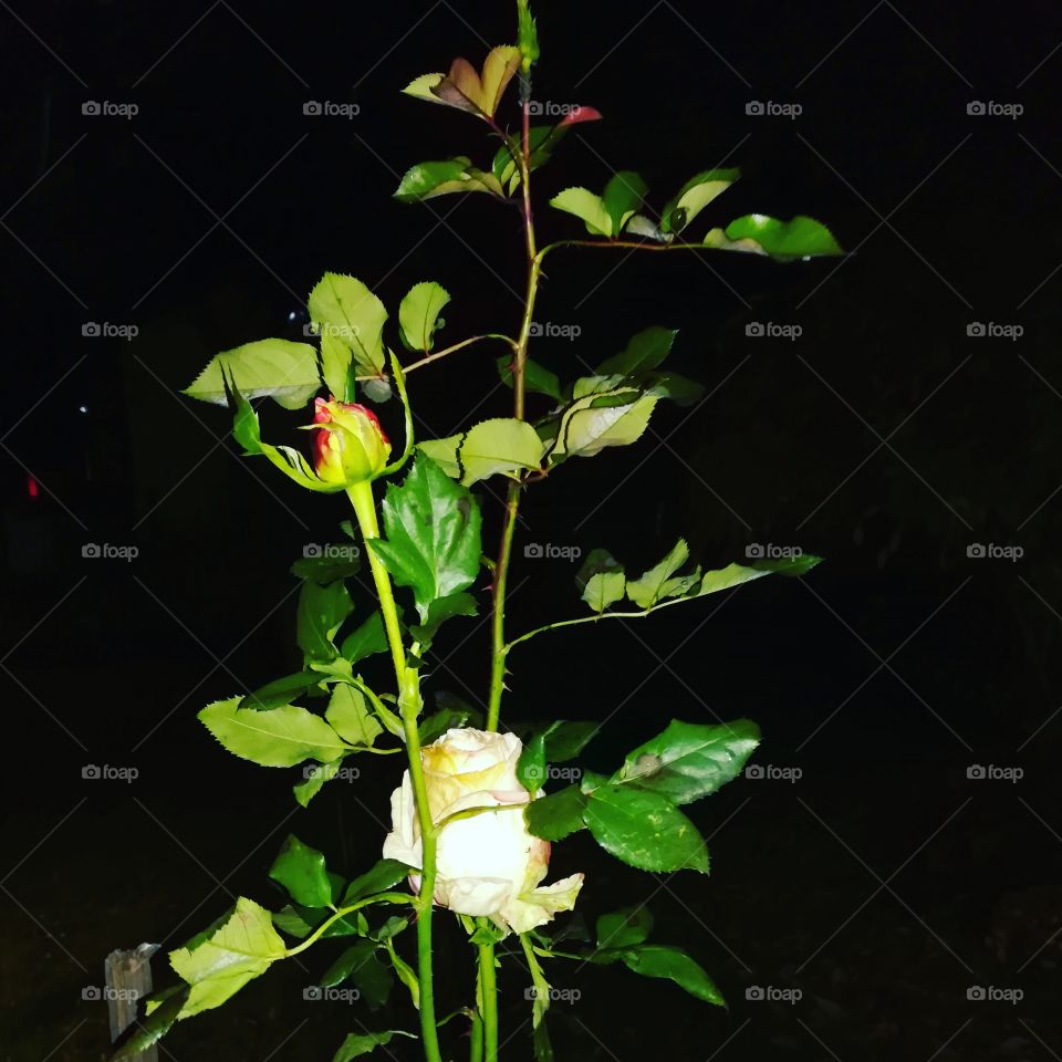 Nightfall White Rose