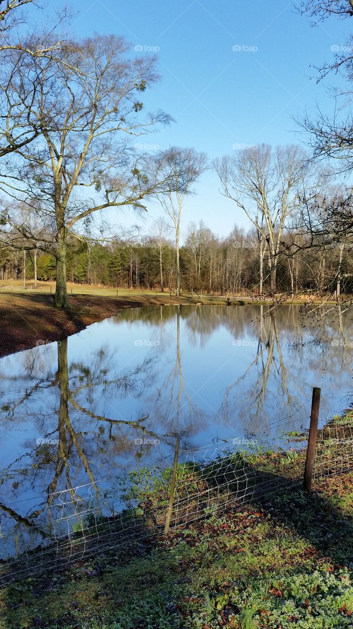 fence and tree-lined water