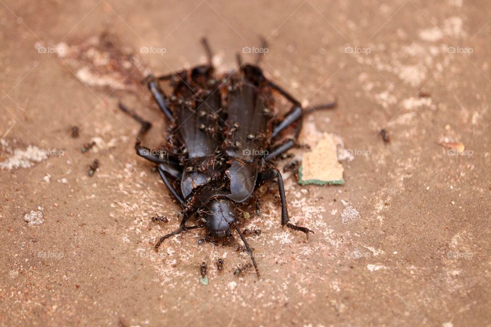 Worker ants feeding on beetle roach