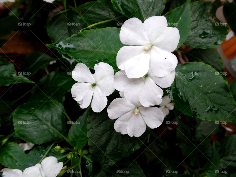 essa é a famosa flor chamada beijinho, essa é a variedade branca uma coloração rara ja que ela mistura as cores das outras variedades.