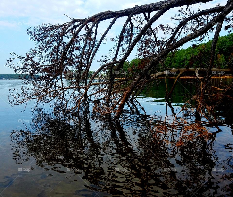 reflections on lake of fallen tree.