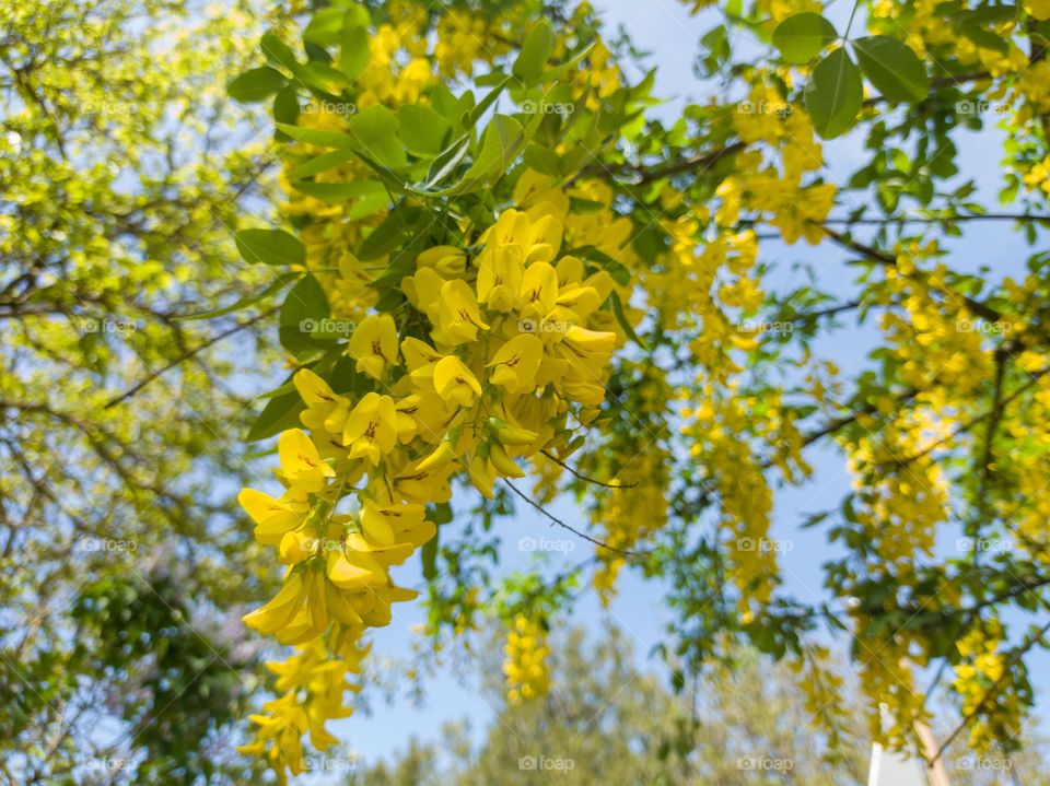 Golden rain is a woody plant, a species of flowering plants of the genus Legume, or Laburnum of the Legume family.