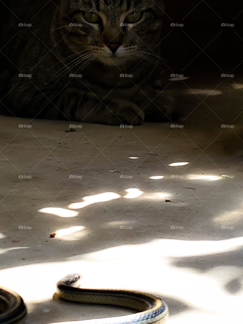 Predator tabby cat in the shadows stalking it's prey, a North American garter snake that is illuminated by sunlight.