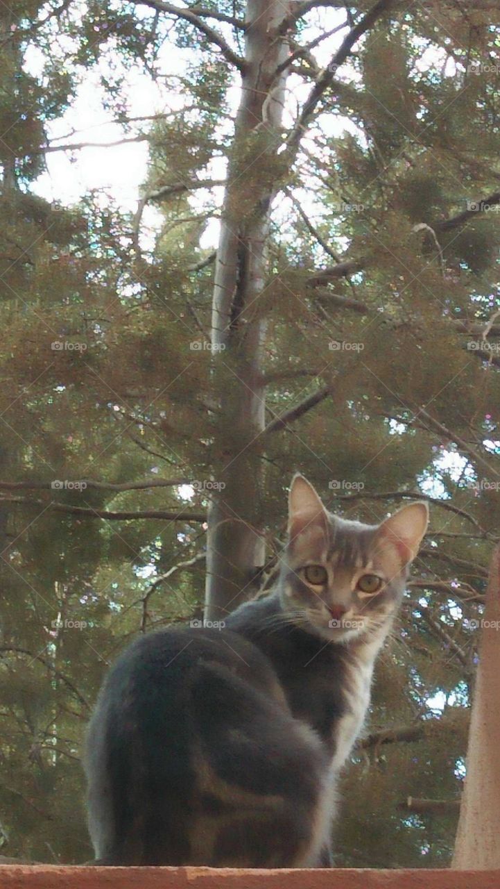 Beautiful cat looking at camera.