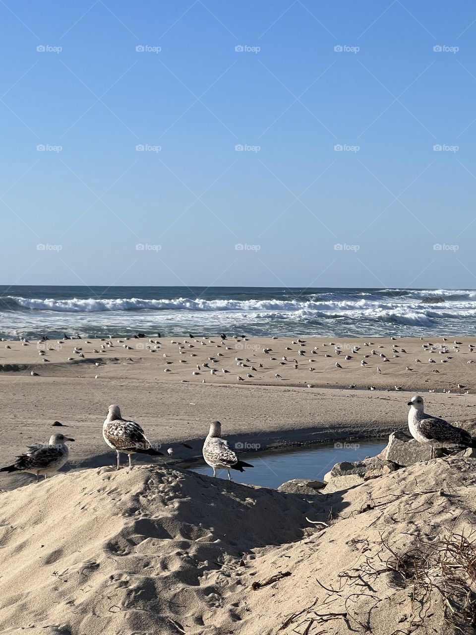 Seagulls by the ocean 