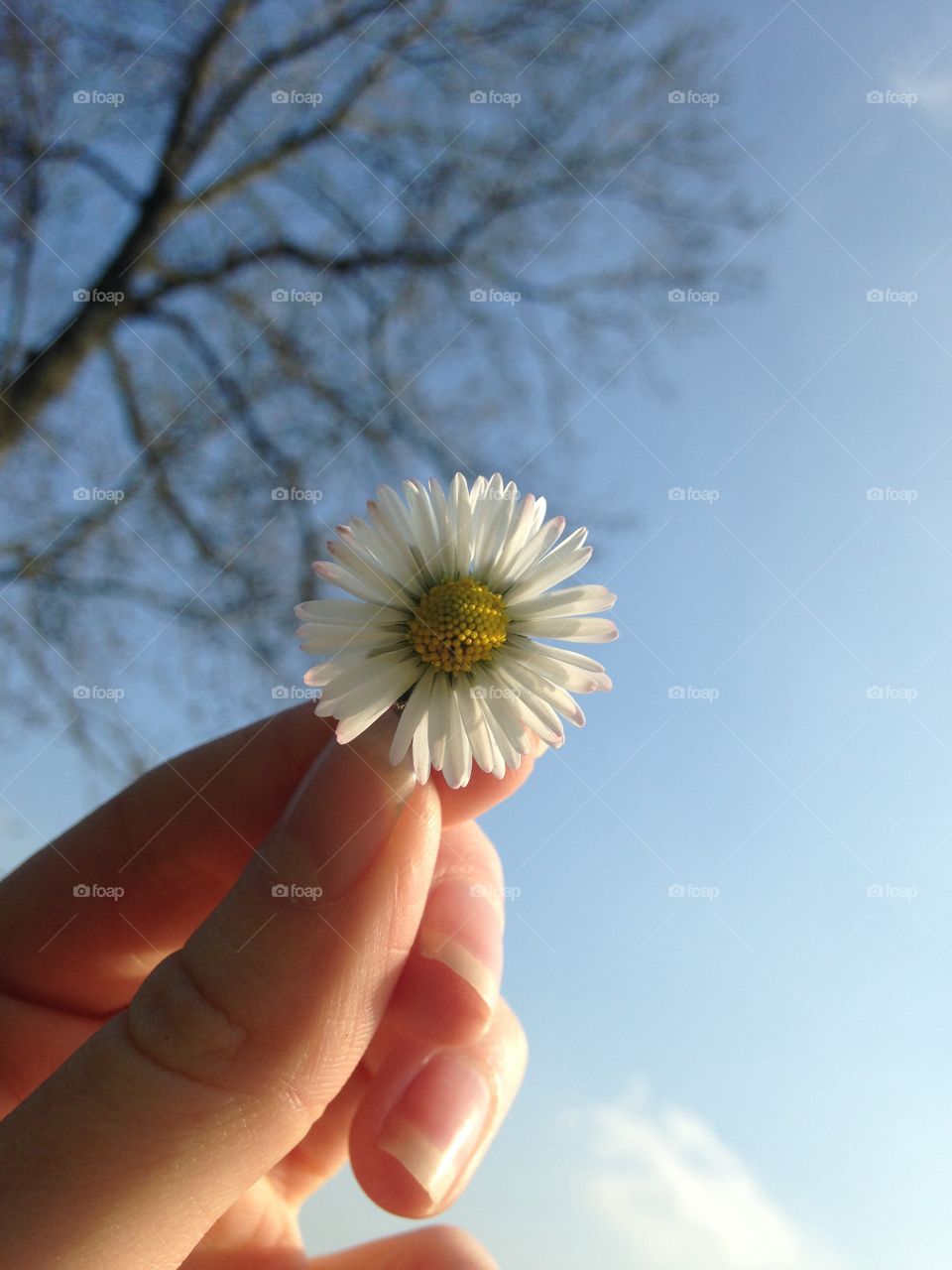 Daisy Daisy. Pretty little daisy blooming in the great British summer time 