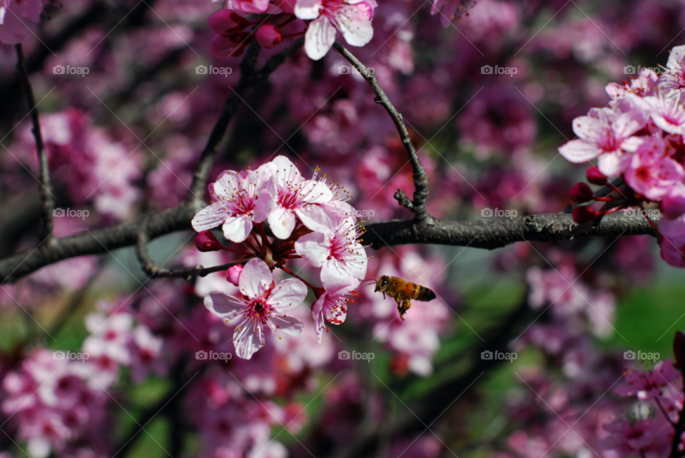 spring pollen nature pink by paullj