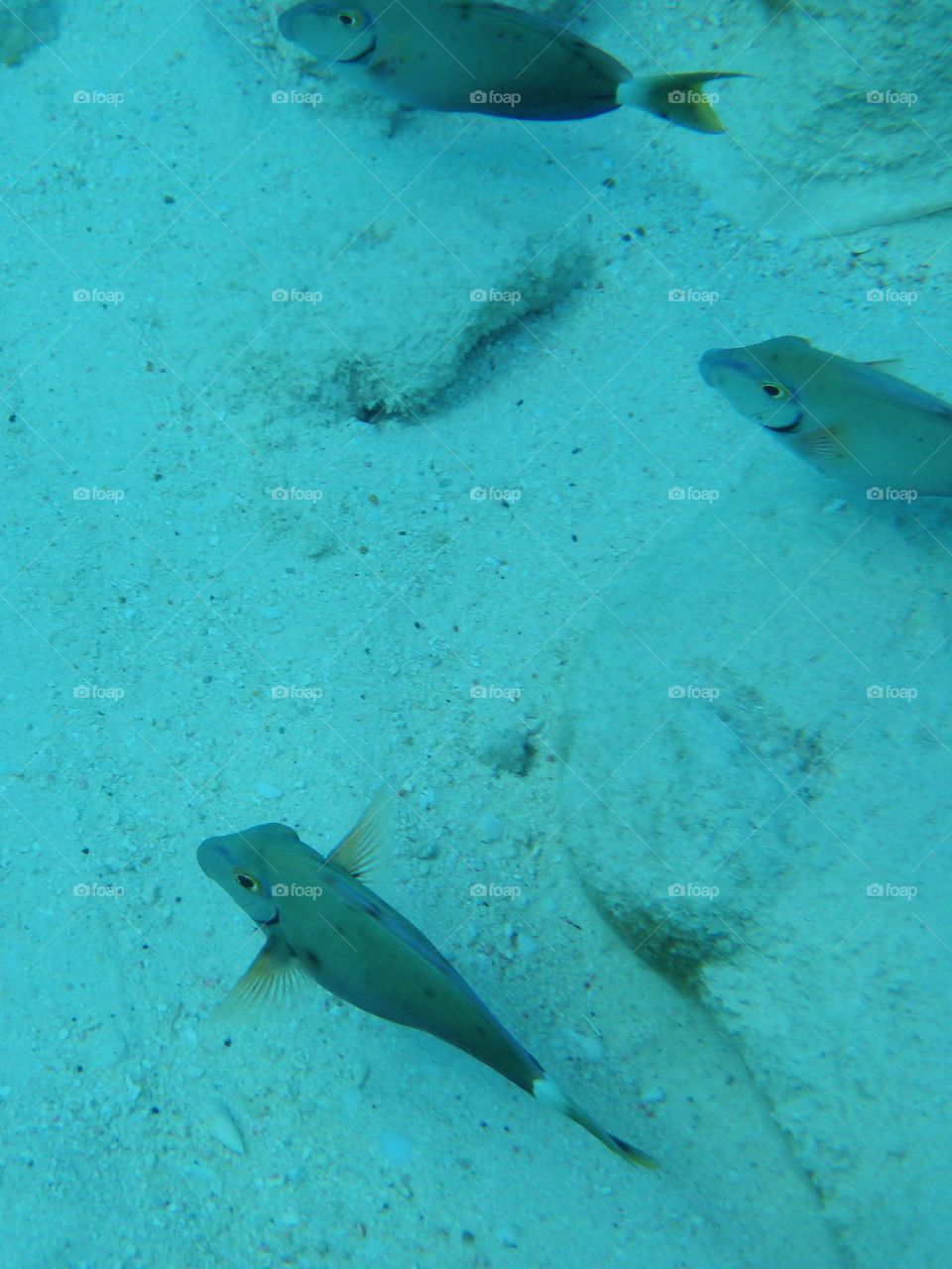 Grand Turk Snorkeling