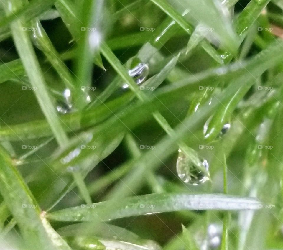 leaves and water drops