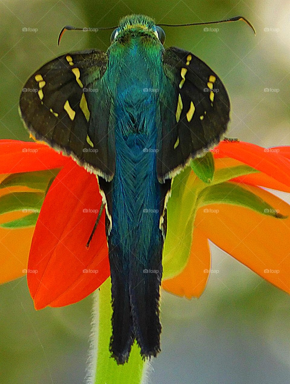 The glorious Mother Nature - Long-tailed Skipper