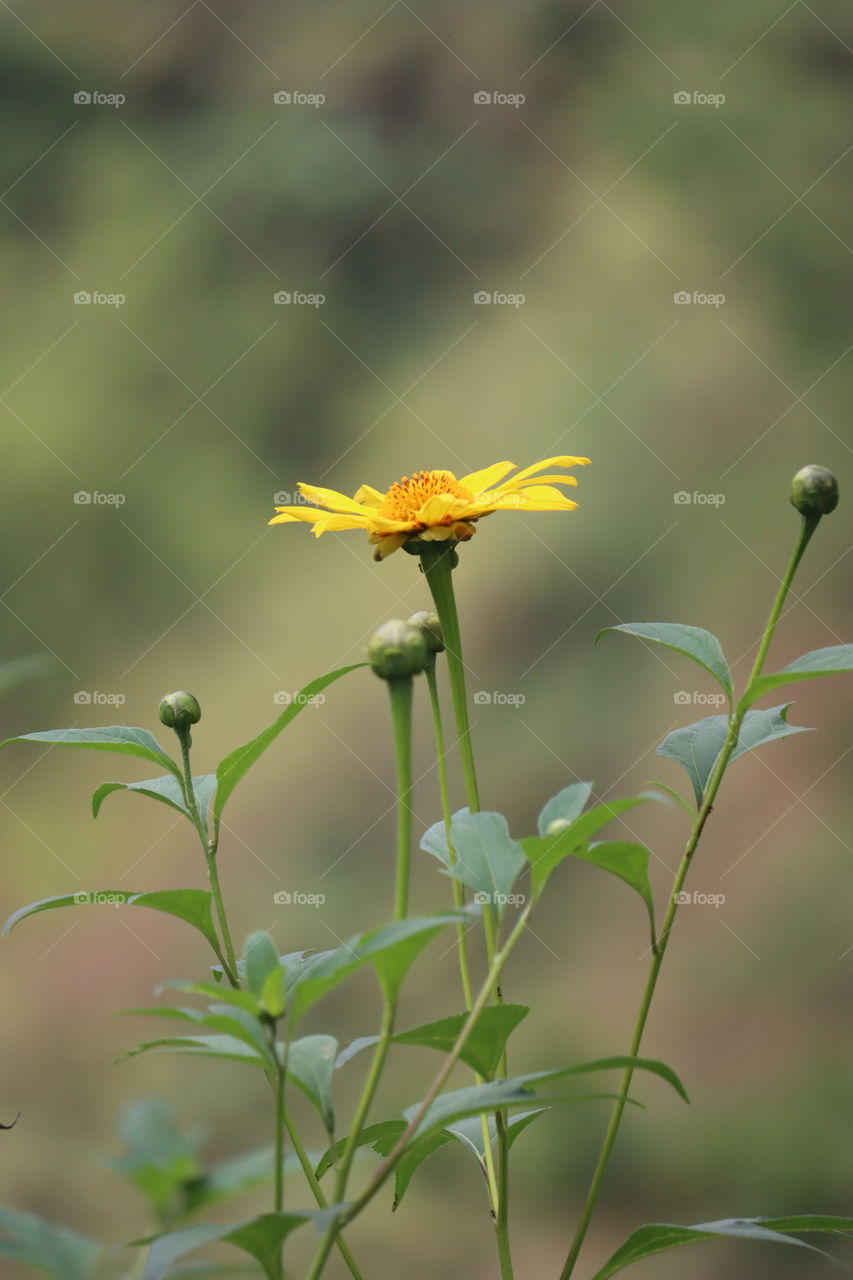 wild sunflower: Marisol