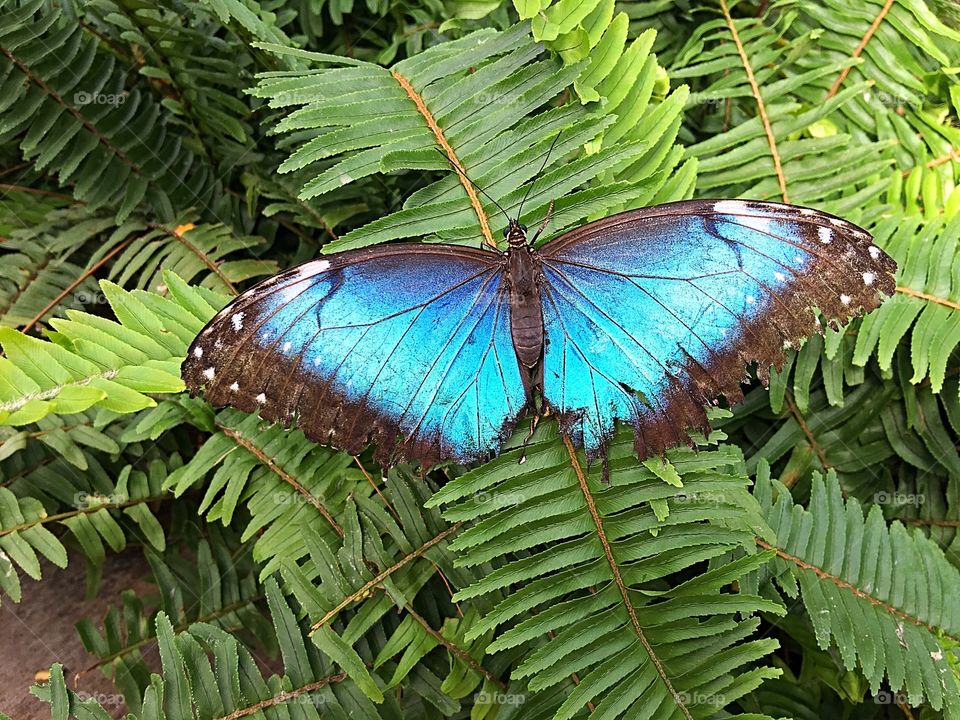 Blue Morpho butterfly 