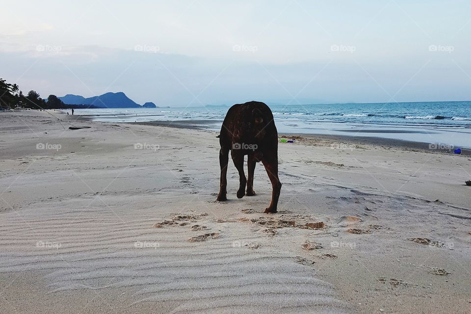 Dog walking on beach