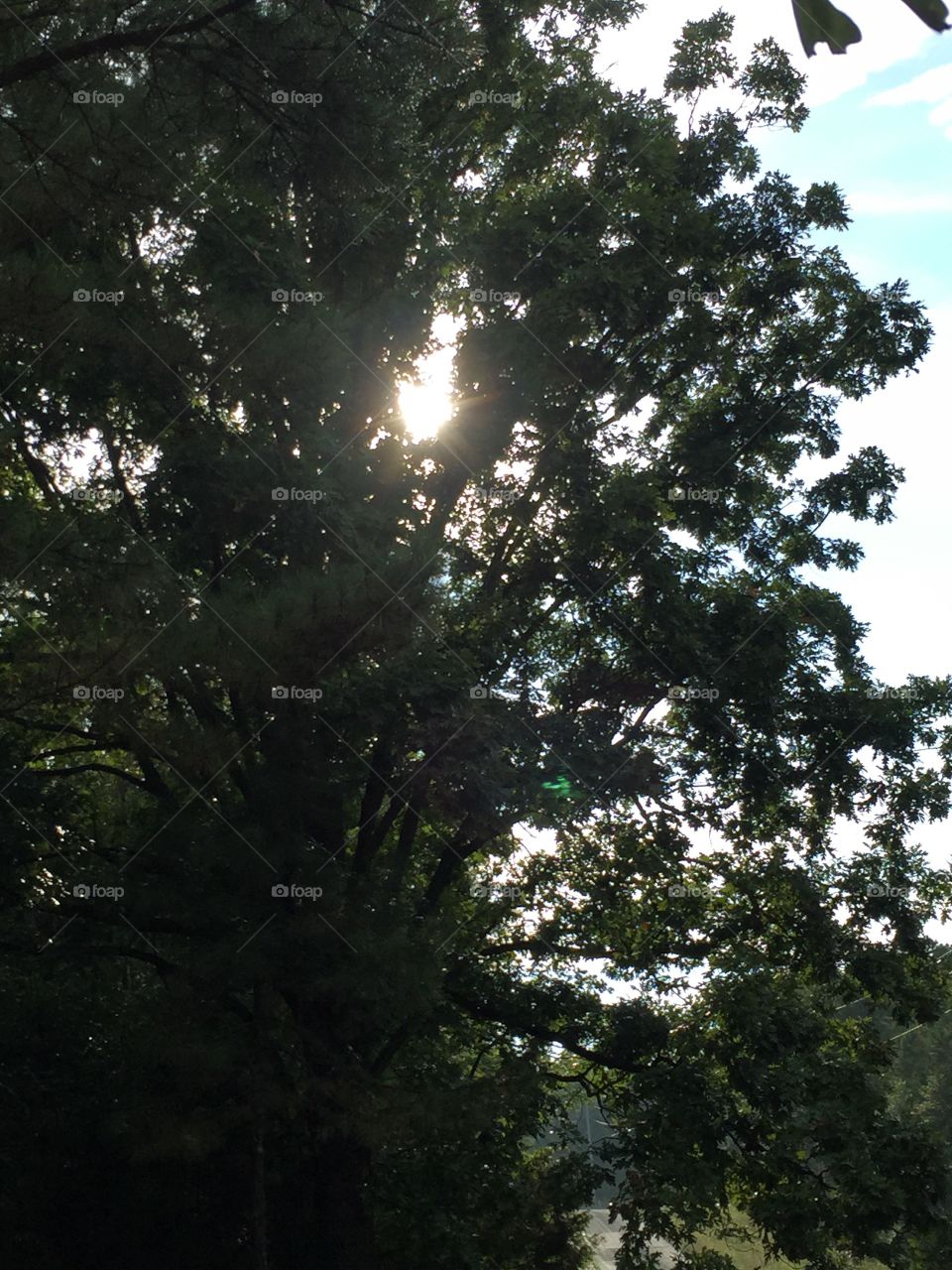 The Large Old Oak Tree. Late afternoon after a rain shower