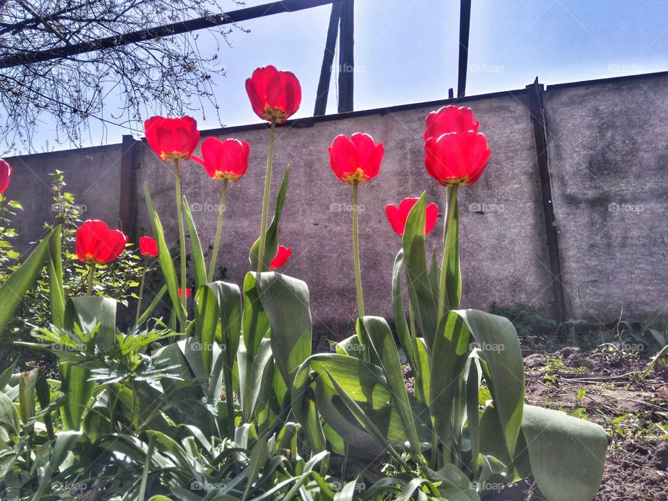 red tulips