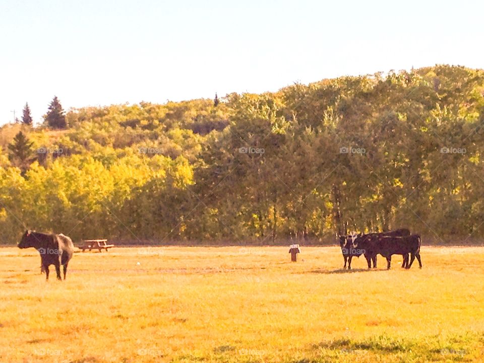 My neighbors on campground 