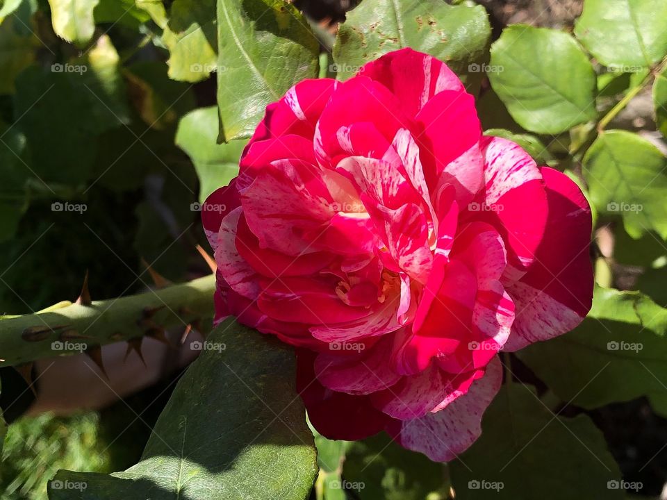 “Julio Iglesias” Rose in San Jose Rose Garden. Pink, water-color, tie dye flower. 