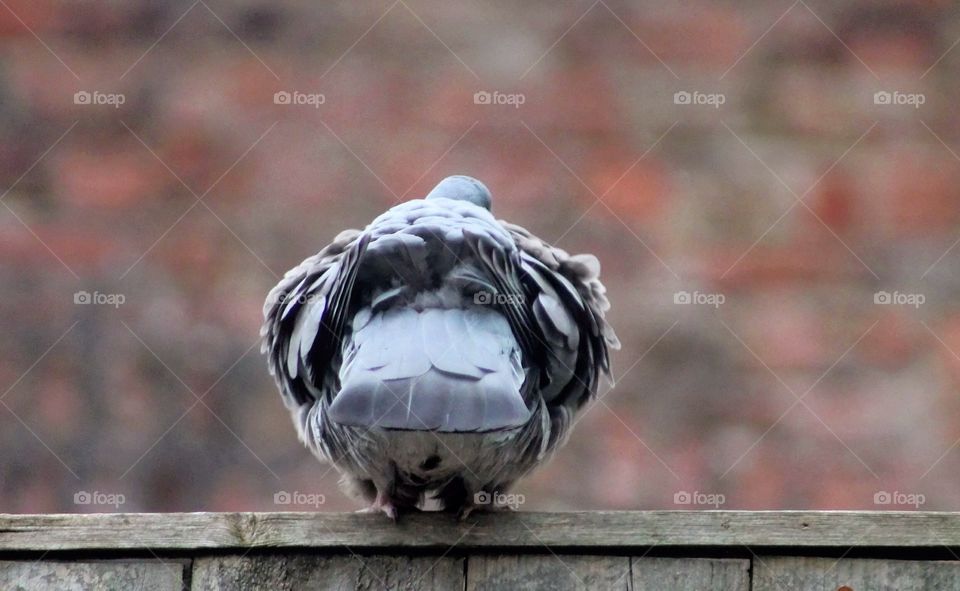 Reverse side of the pigeon . I guess he did not like my camera 