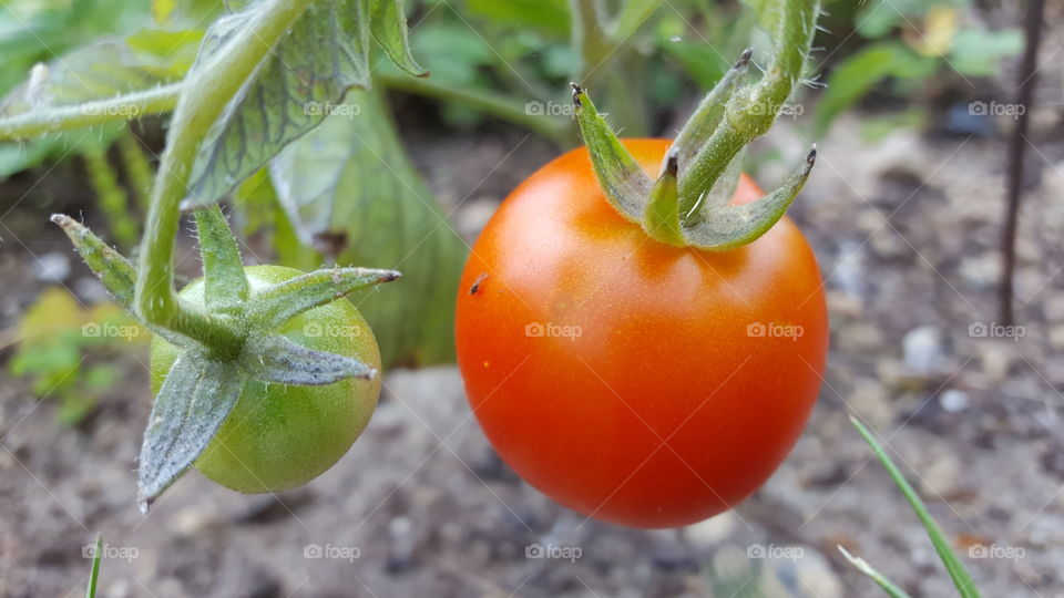 yummy tomato