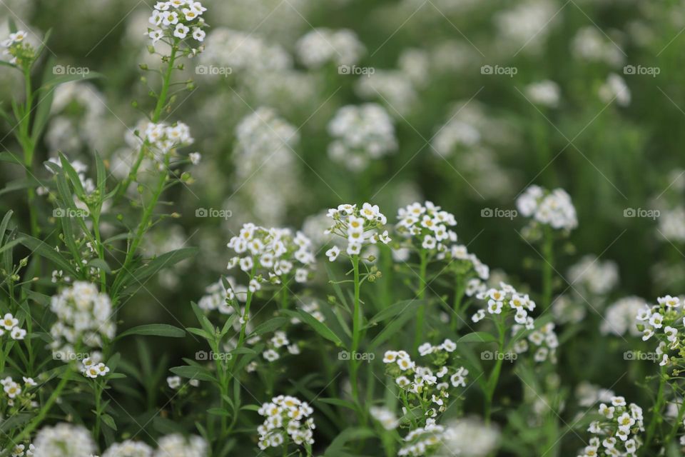 pretty tiny wild flowers