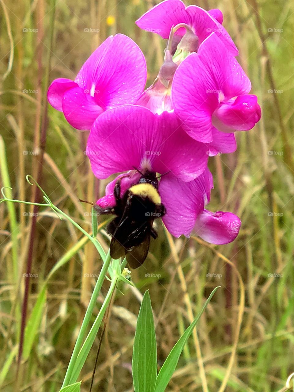 bee on a sweet pea flower