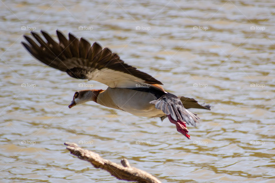 Egyptian goose flying