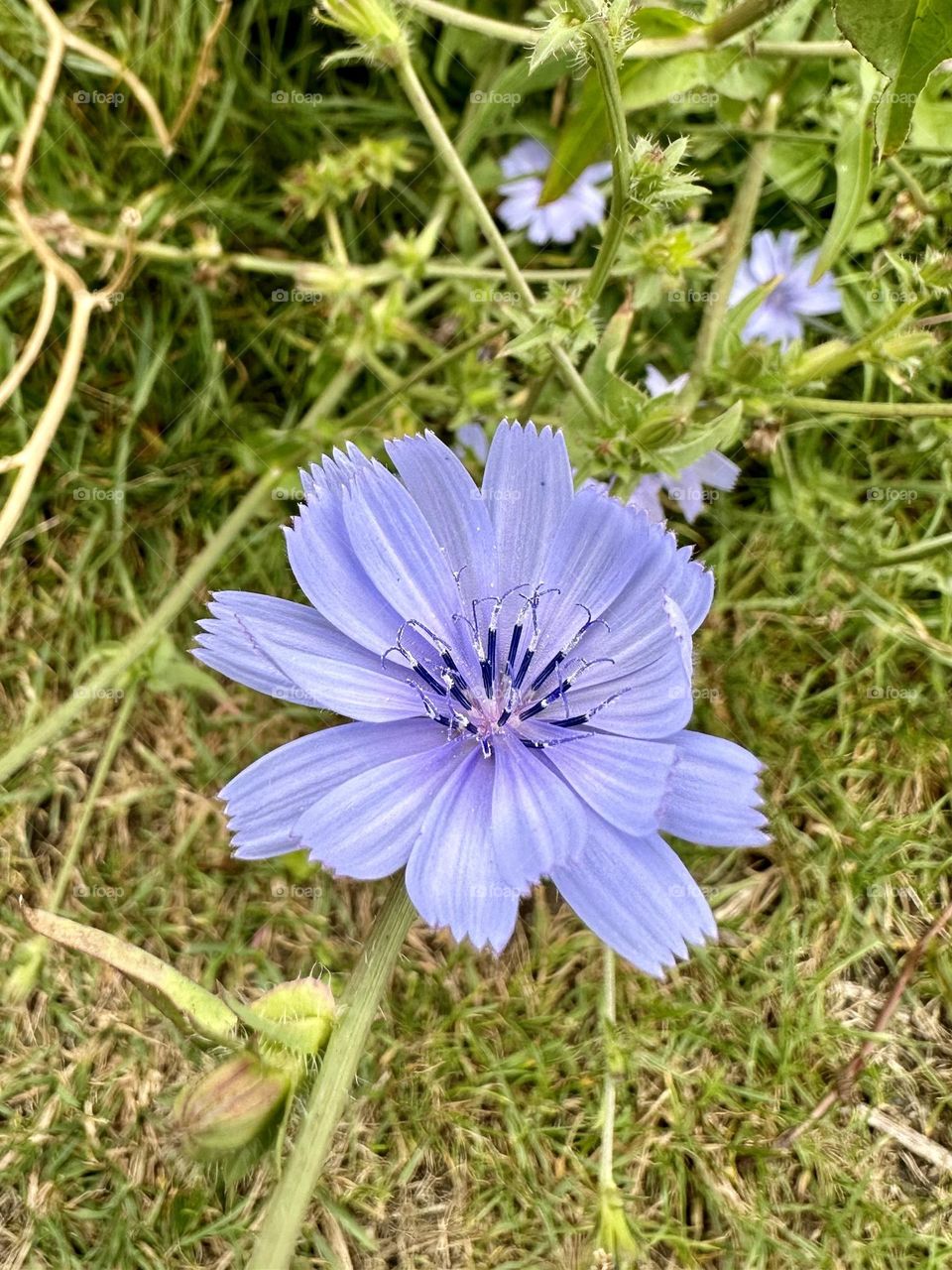 Purple chicory wild flower wildflower growing in the English countryside petals stamens nature close up.