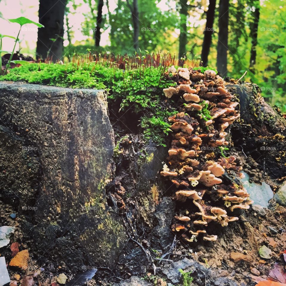 Forest. Mushroom 