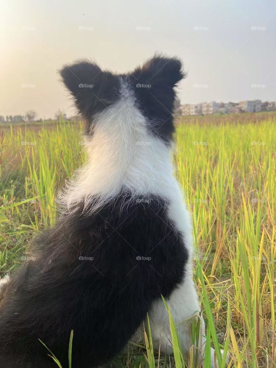 Looking at the small side grazing in the distance on the grass