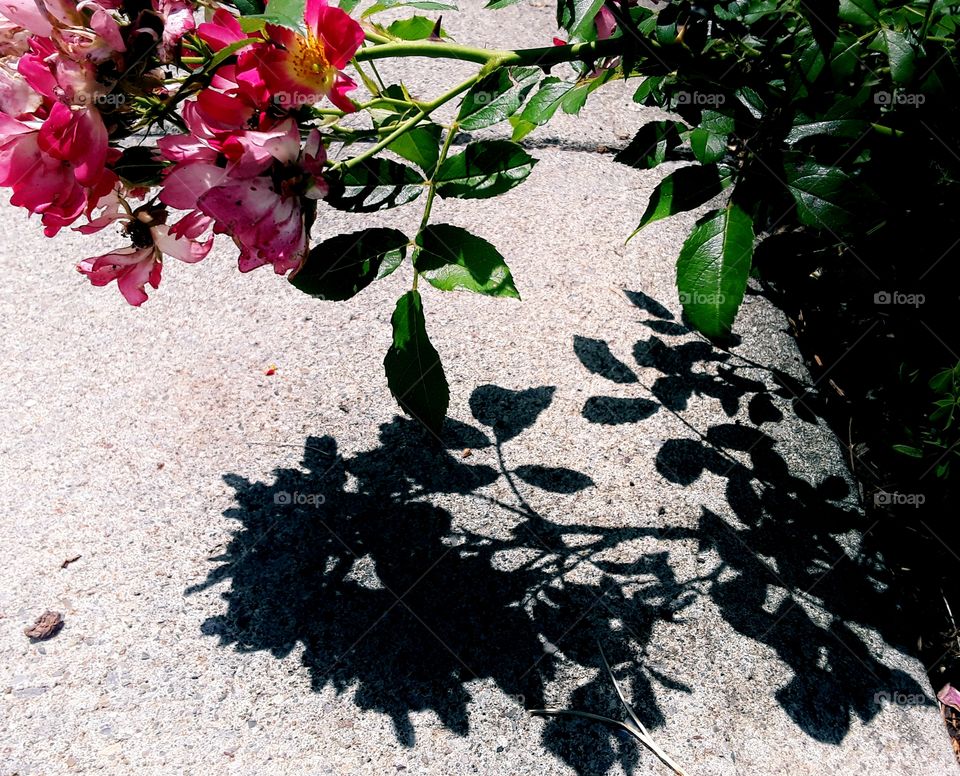 Flowers casting a shadow on the sidewalk