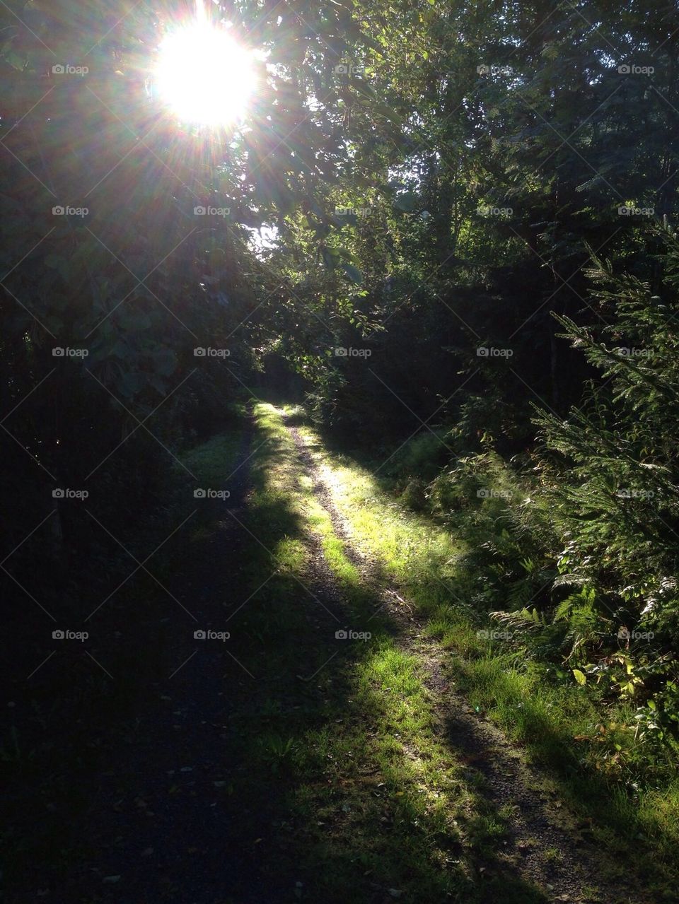 Summer path in the woods