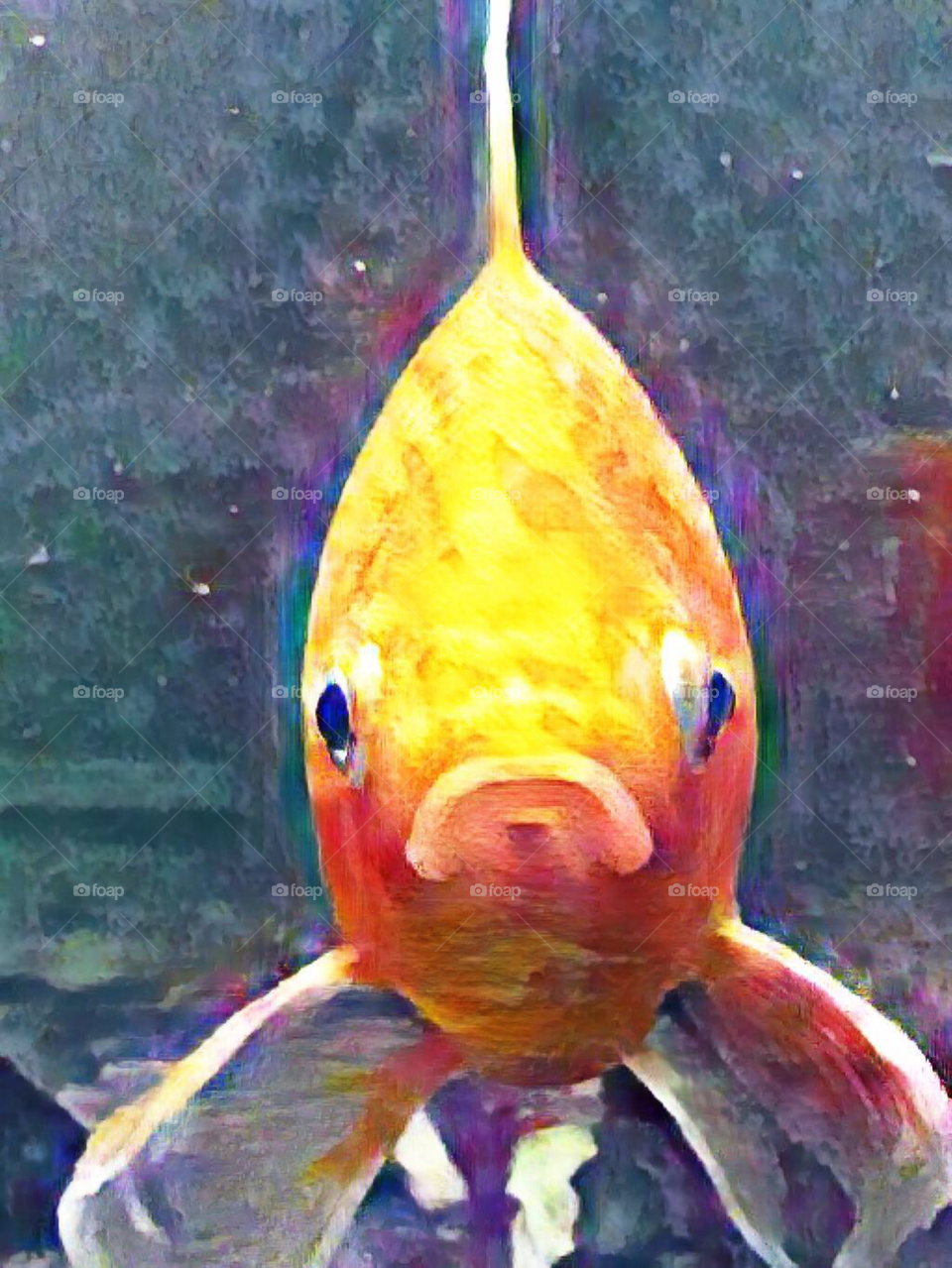 Fancy the goldfish in a pose for you