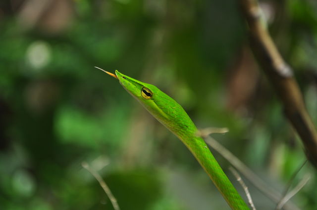 Ahaetulla nasuta prepares to catch a prey
