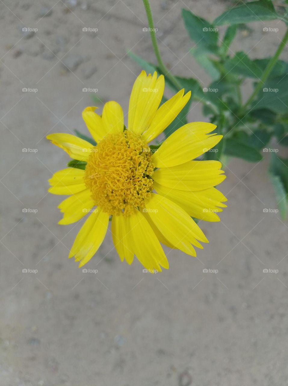 sunflower yellow fresh seasonal looking very beautiful generally found everywhere