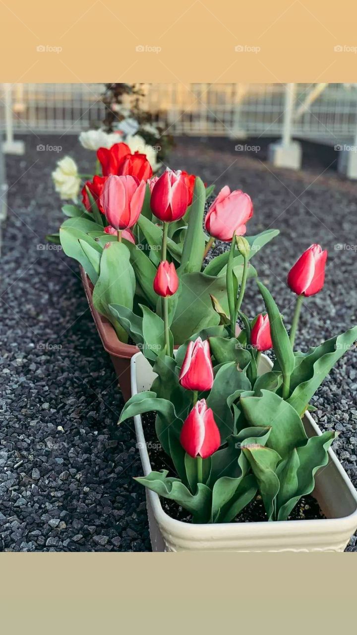 FLOWERS ARE LOVELY, MY LOVE FOR NATURE IS UNEXPLAINABLE. I LOVE TO PLACE IT ON A FRAME, AND ADD TO MY WALL FRAME COLLECTION.