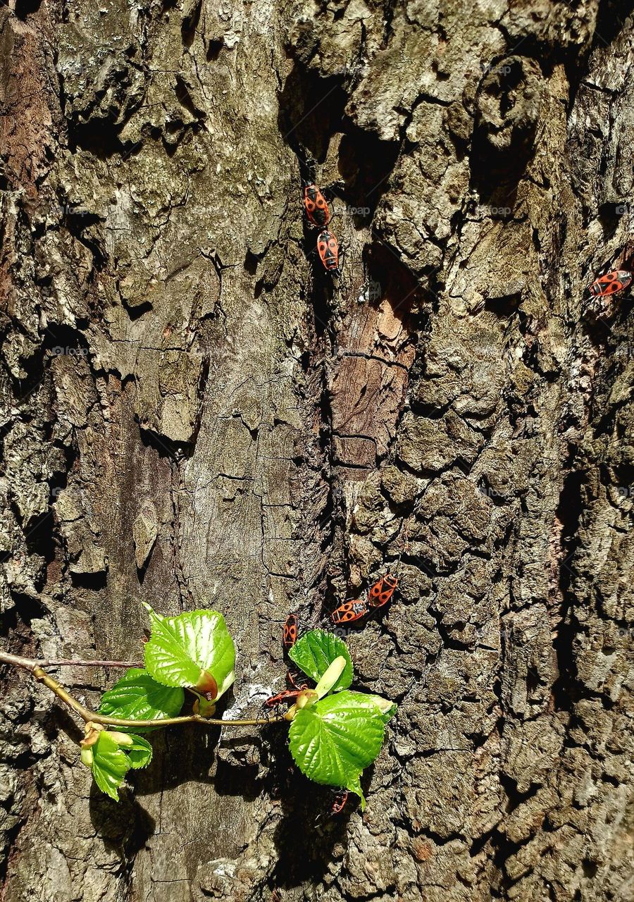 first leaves