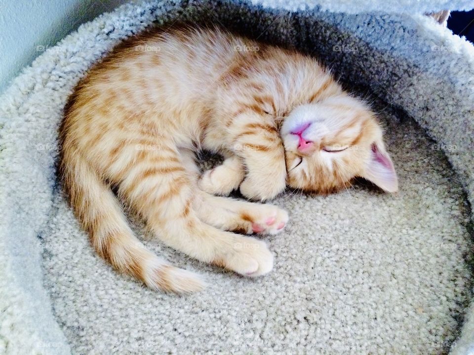 Darling kitten all cozy!!