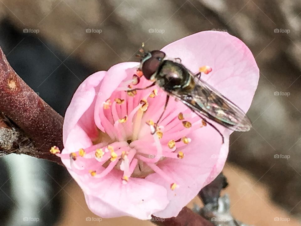 Bee collecting pollen from a pink nectarine fruit tree blossom closeup Australian 