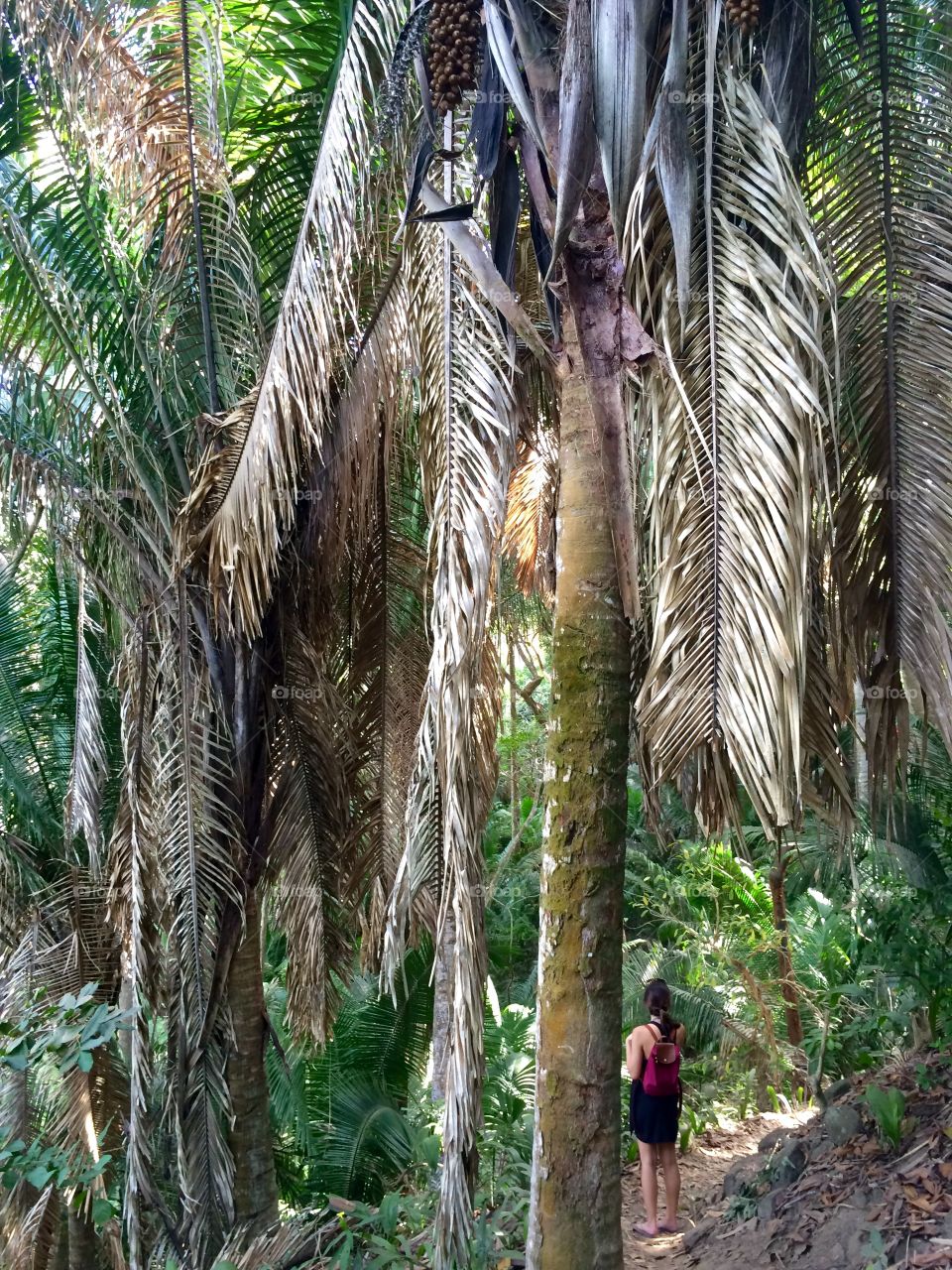 Forest of Palm
Sayulita, Mexico 