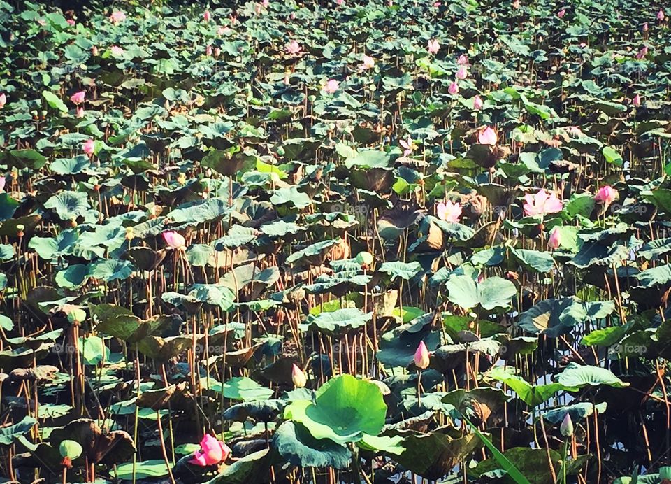 Lotus field