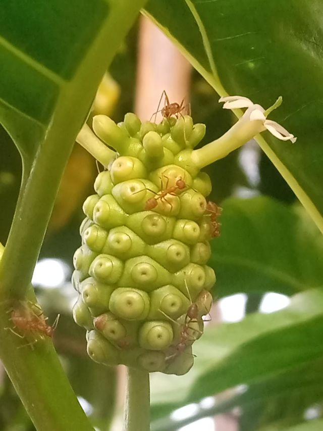 ants and plants