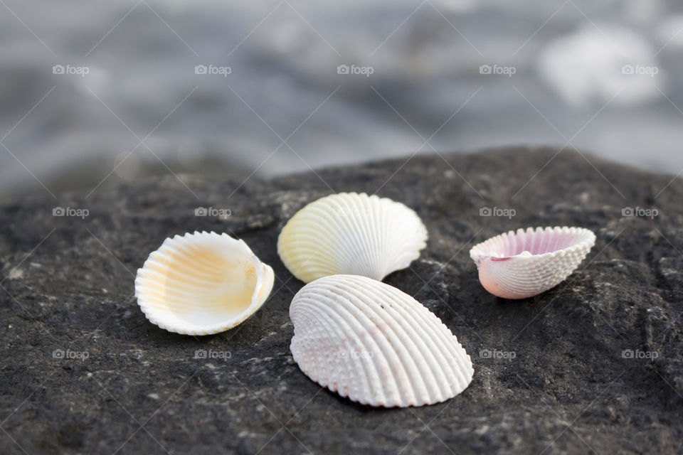 Four sea shells on the rocks by the sea 